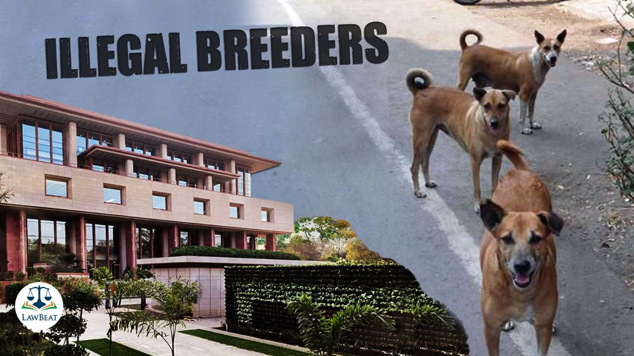 High Court grants 2 weeks time to DABAW to file response in plea against illegal breeders in Delhi High Court grants 2 weeks time to DABAW to file response in plea against illegal breeders in Delhi